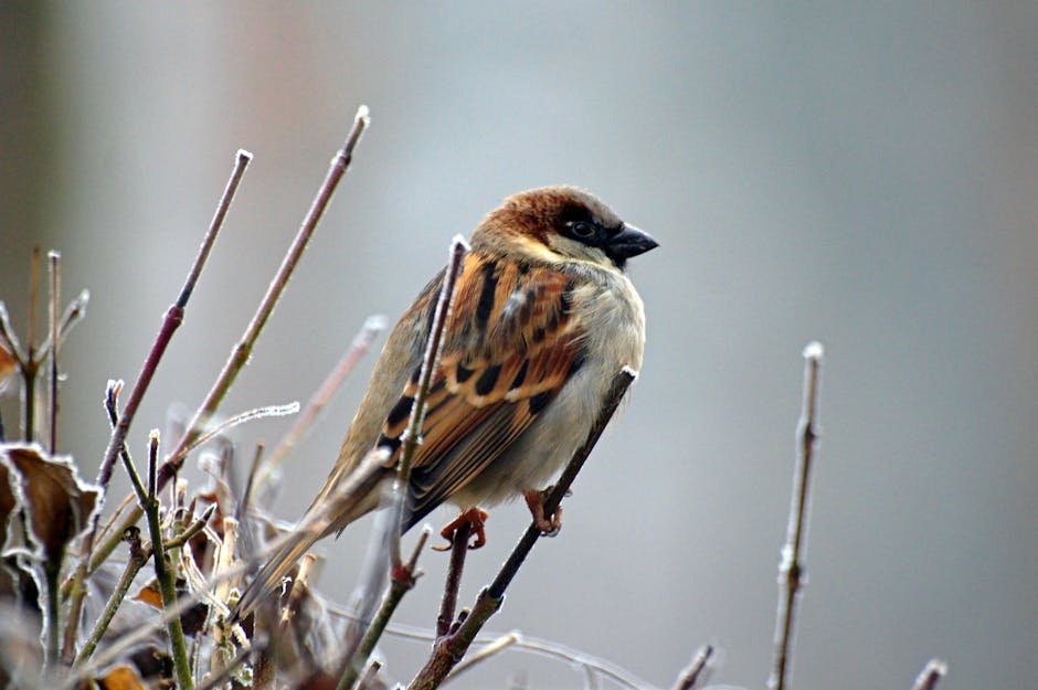 Close-up of a house sparrow perched on a frosty branch in winter.