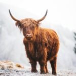 highland cattle, cow, cattle, mammal, animal, scottish, scotland, wildlife, horns, nature